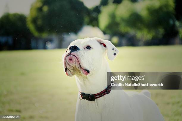 white dog - american bulldog stock pictures, royalty-free photos & images