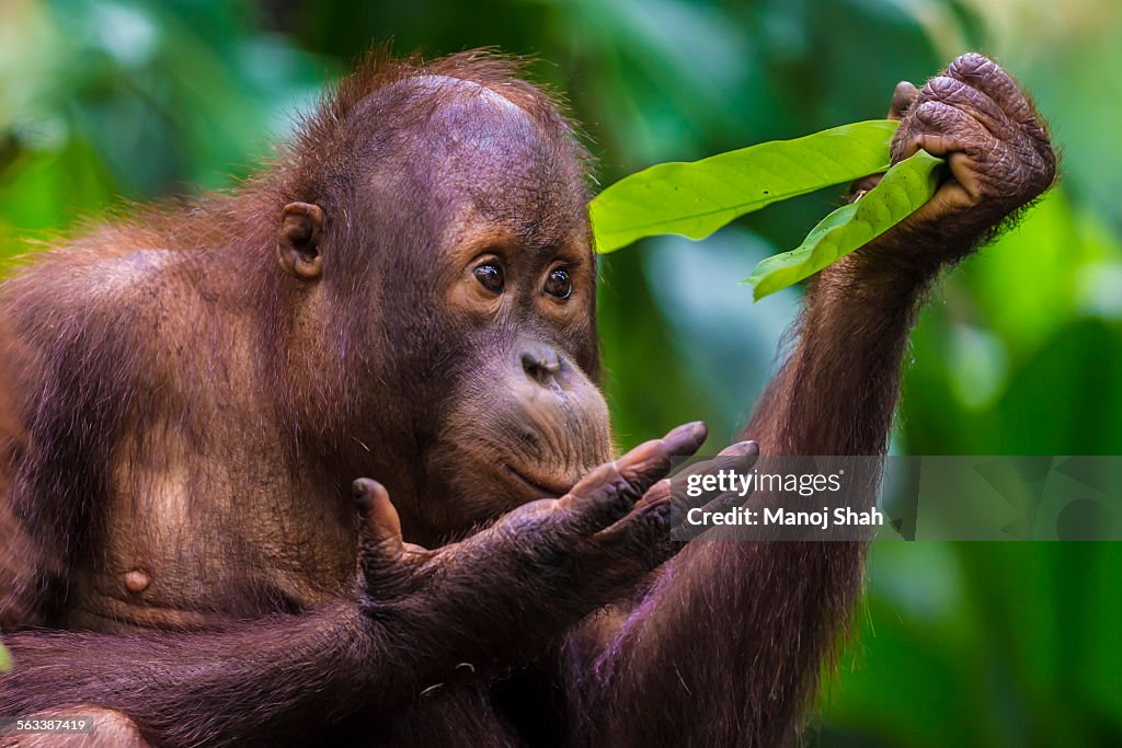 Sumatran orangutan youngster