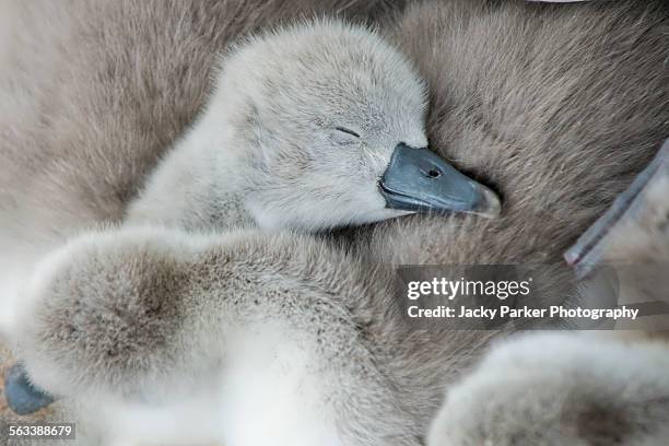 mute swan cygnet - mute swan stock pictures, royalty-free photos & images