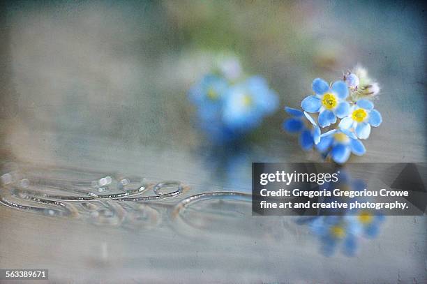 forget-me-not - ventrale kant stockfoto's en -beelden