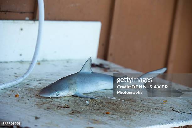 Fish Streamed Line 50 Streamlined Fish Stock Photos, High-Res Pictures, and Images - Getty ...