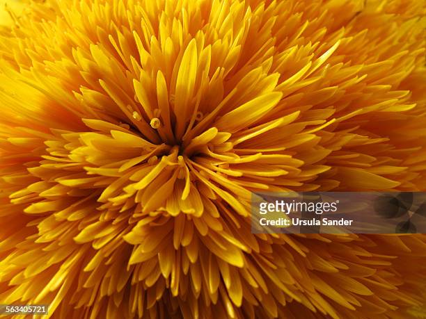dandelion flower head - yellow stock-fotos und bilder