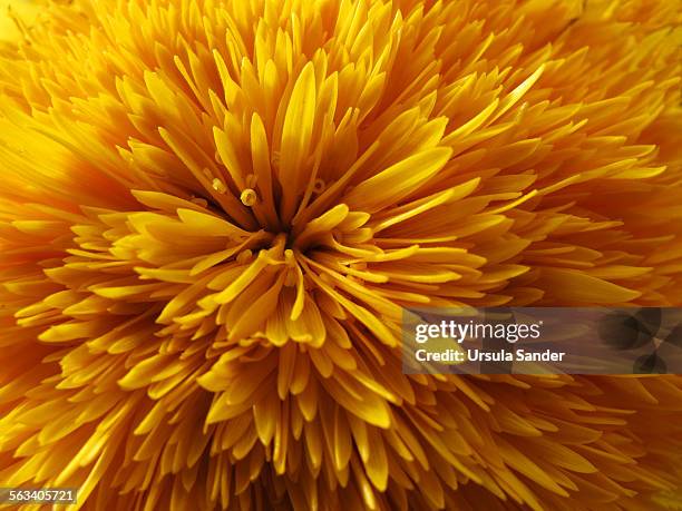 dandelion flower head - makrofotografi bildbanksfoton och bilder