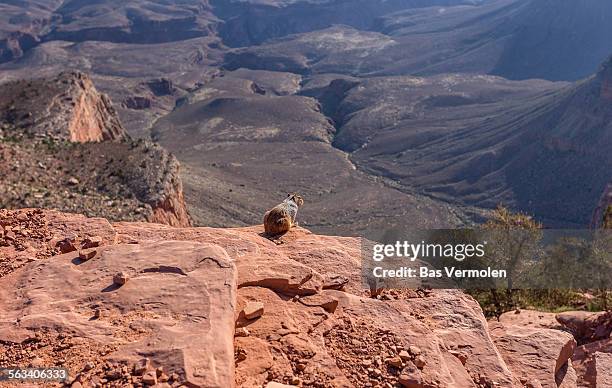 squirrel on the lookout at the grand canyon - arizona ground squirrel stock-fotos und bilder