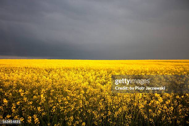 Stormy field