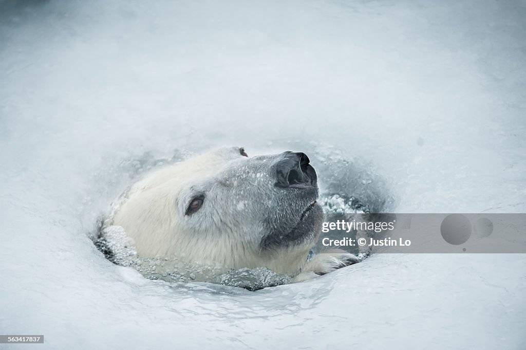 Polar Bear Breathing Hole