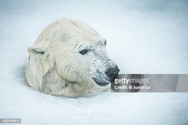 polar bear breathing hole - breathing hole stock pictures, royalty-free photos & images