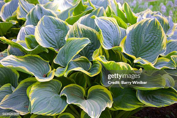 cluster of variegated hosta - hosta stock pictures, royalty-free photos & images