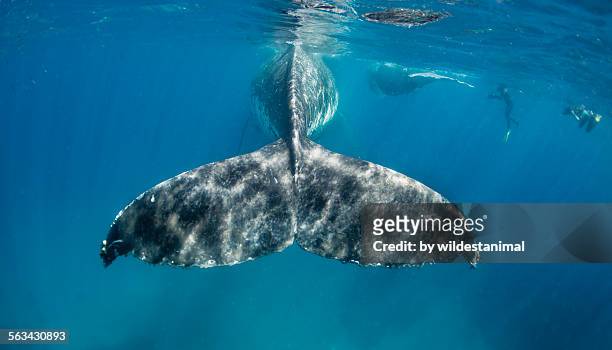 humpback tail - haapai islands stock pictures, royalty-free photos & images