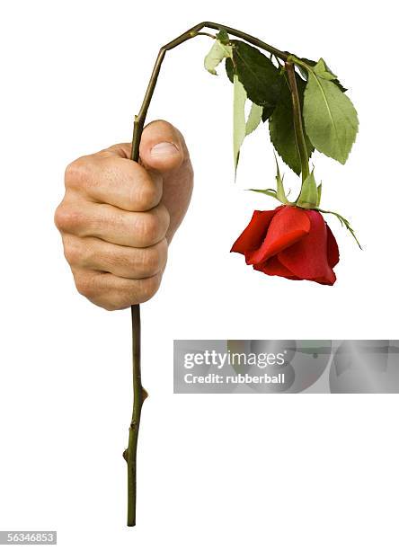 close-up of hand holding a wilted rose - wilted plant fotografías e imágenes de stock