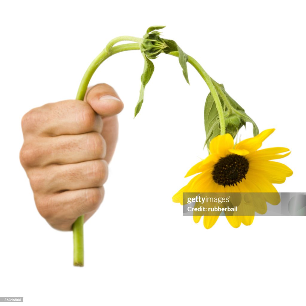 Close-up of a hand holding a dead flower