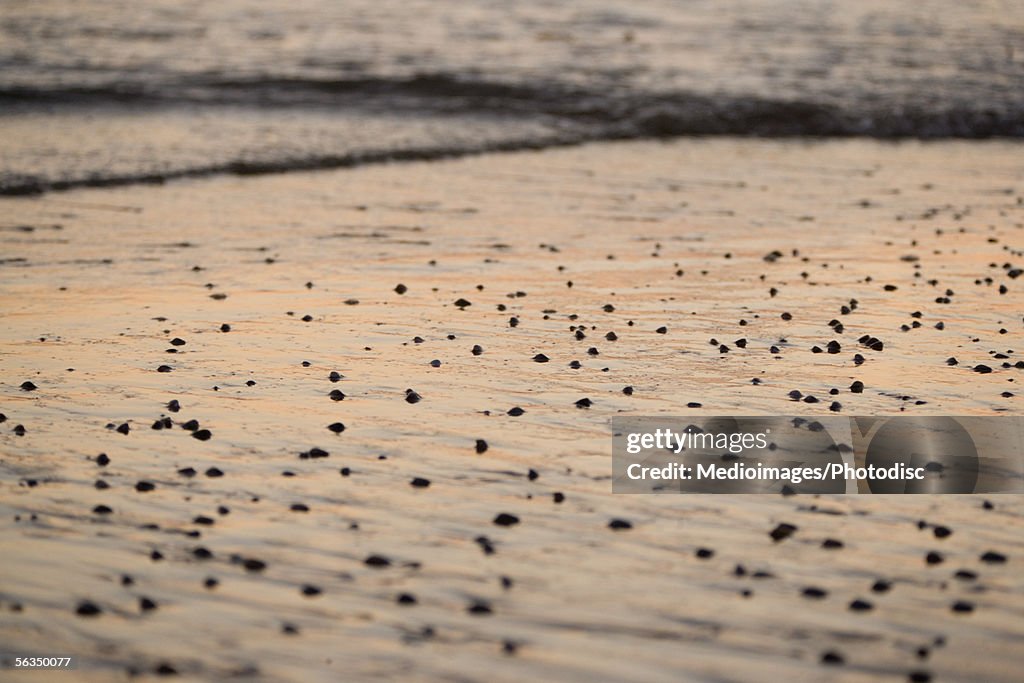 High angle view of the water's edge, Ocean Beach, San Diego, California, USA