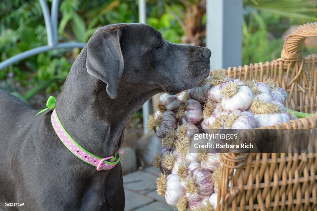 Curious canine garden helper inspects garlic
