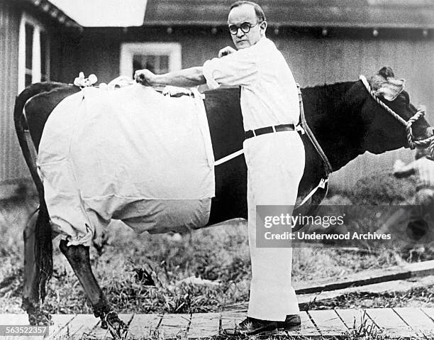Department of Agriculture employee fitting a cow with a canvas bloomer to catch Brown Dog Ticks which they think may be involved in an infectious...