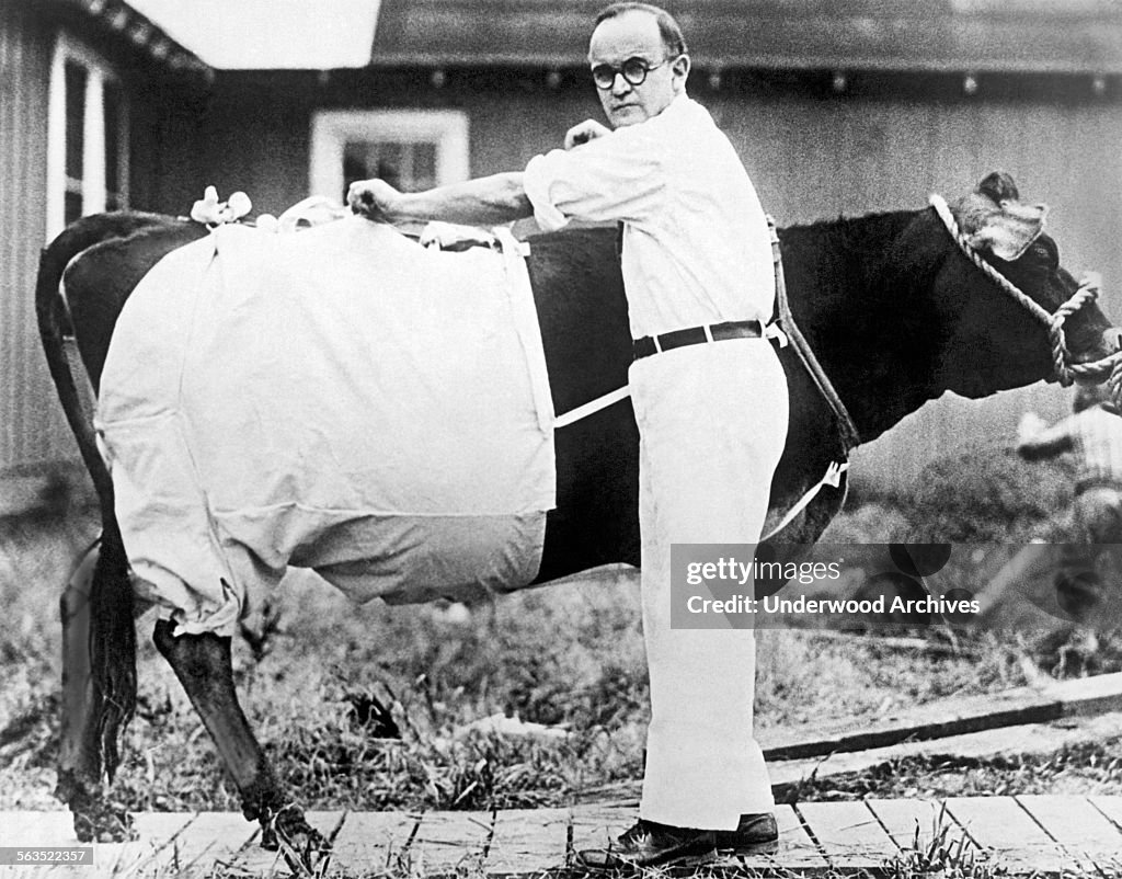 Bloomers For Cows