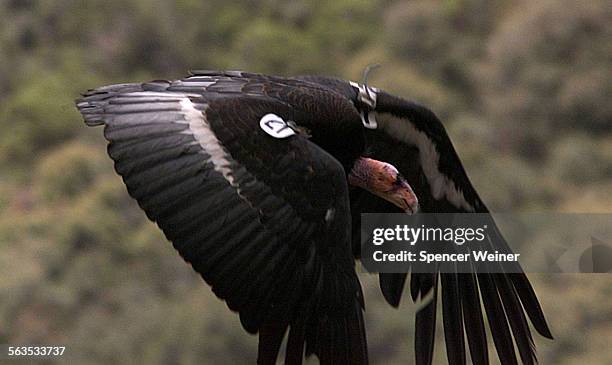 Condor Rescue Sespe Condor Sanctuary Photos and Premium High Res Pictures - Getty Images