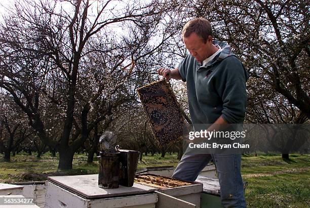 Brian Cox checks on a beehive in an almond orchard south of Fresno. Cox and his wife Teri own the Ojai Valley Bee Farm. He is holding a honeycomb...