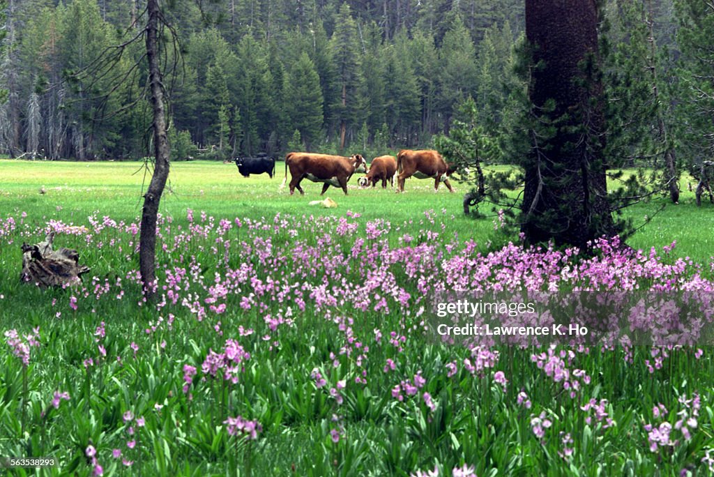 US Dept. of Forestry held one of the several planning meetings with ranchers, enviromentalists, scie