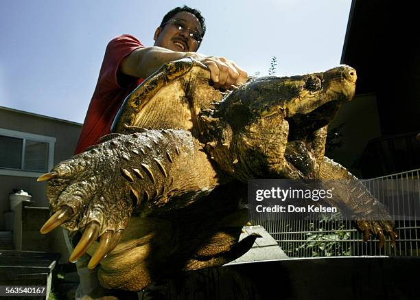 Eric Akaba inspects Bob, an alligator snapping turtle discovered in Fullerton. Rumors swirled around Laguna Lake for 40 years that a vicious snapping...