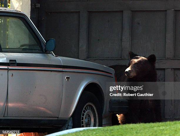 "Billy," the Black Bear pauses in front of a home on Hillcrest Blvd. In Monrovia, as he tries to head back to the foothills after spendingn a day...