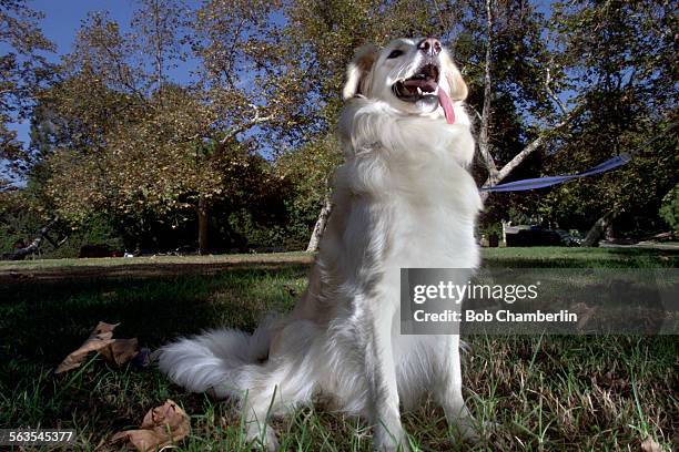 Bc. Allie a golden retriever in a LA park. Allie's owner is suing IAMS Petfood Co. Saying instructions led her to under nourish her dog. .