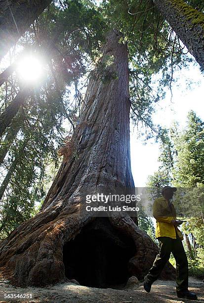 The McNally fire is threatening ancient Sequoias like this 2,000yearold specimen along the Trail of 100 Giants in the Sequoia National Monument...