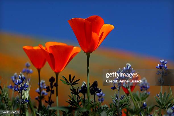 California Poppies bloom along with the PygmyLeaved Lupines on a hillside near the Antelope Valley California Poppy Reserve that will open thias...