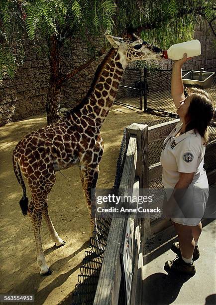 Mom And Baby Giraffe Photos and Premium High Res Pictures - Getty Images