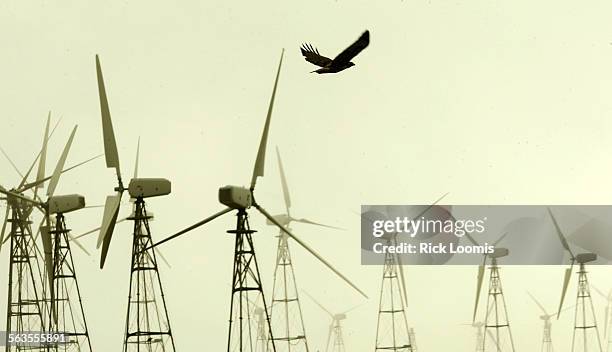 Wind.1.RLAltamont Pass, Ca.A Redtailed Hawk soars through a foggy morning near a row of windmills used for power generation in the Altamont Pass...