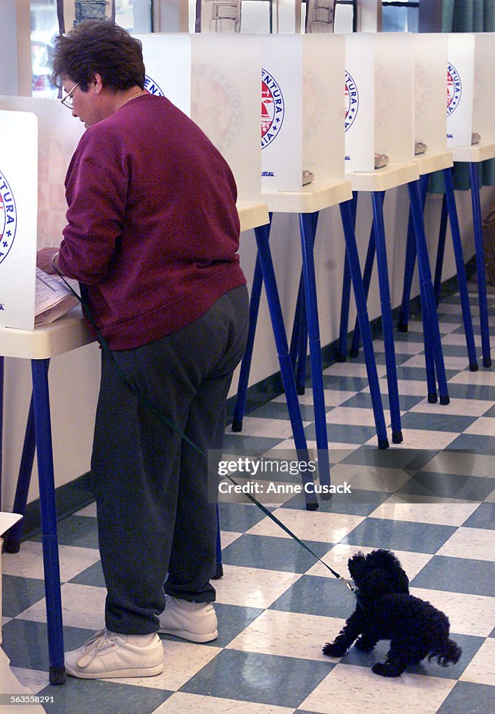 Donna Barnes of Ventura is pulled by her tiny toy poodle named Mattie Lou as she votes in the primar