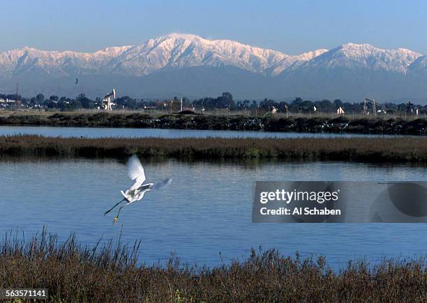 Snowy Egret takes flight as snowcapped San Gabriel mountains highlight the skyline at Bolsa Chica Ecological Reserve Wednesday. The State Lands...