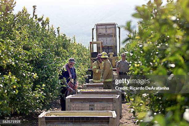 And Sheriff at the scene of a fatal accident, in a lemon grove on 4399 Aggen Rd., north of Camarillo. The 28yearold female worker suffered injury...