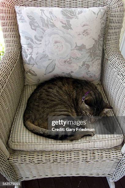 Cat belonging to CASSANDRA PETERSON sits in a chair her Los Feliz home she shares with husband Mark Pierson & their daughter.