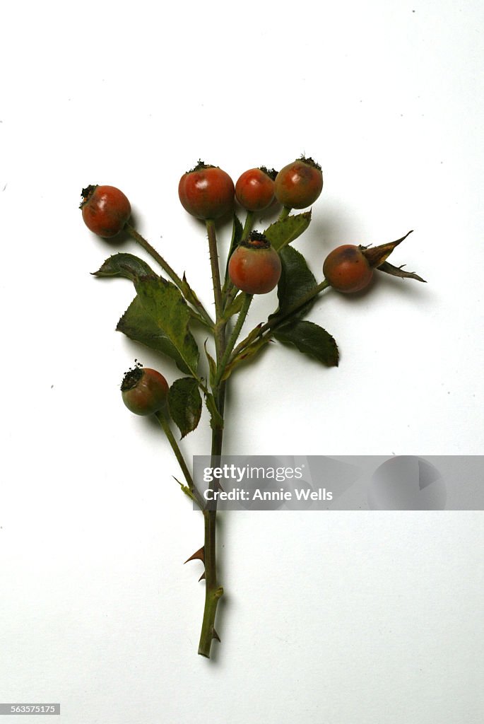 089243.HM.1103.leaves Autumn garden colors Rosehips from climbing rose 'Fourth of July'