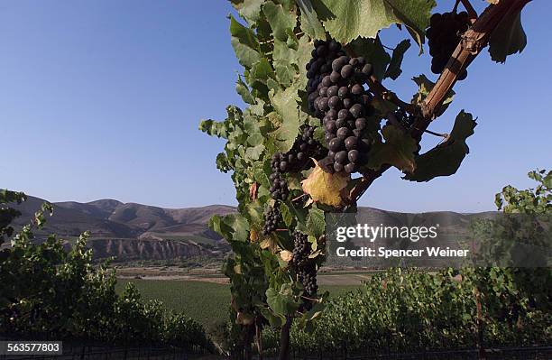 Pinot Noir grapes ripen at Fiddlestix Vineyard, overlooking Santa Rita Hills along Santa Rosa Road, between Buellton and Lompoc. The newest new...