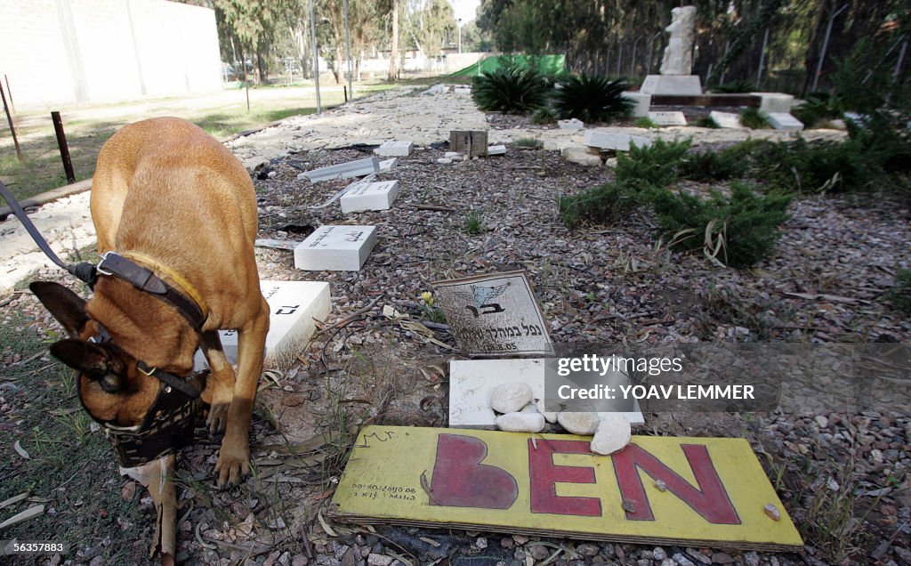 A dog sniffs the ground at the pet cemet