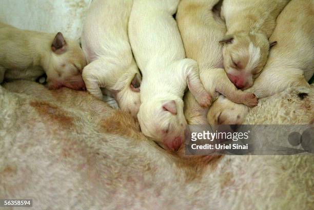 Cross-bred Poodle and Labrador pups, called Labradoodles, feed from their mother Meme at Israeli breeder Uri Beckman's "It's all about dogs" farm on...