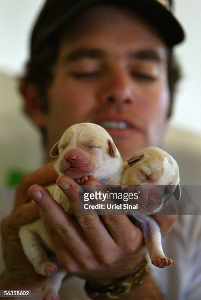 Cross-bred Poodle and Labrador pups, called Labradoodles, are displayed at Israeli breeder Uri Beckman's "It's all about dogs" farm on December 7,...