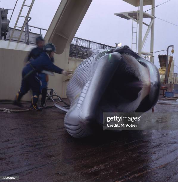 The crew of a Japanese whaling vessel carry out scientific research in the Antarctic, 1993. The baleen fringe is visible inside the mouth of the...