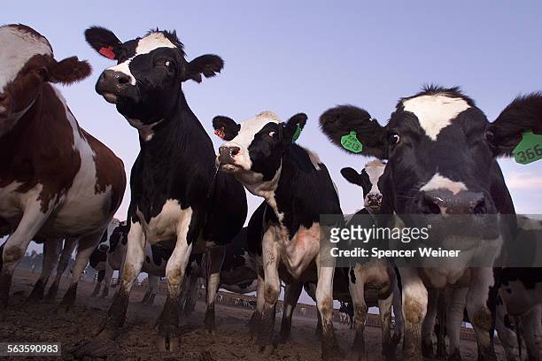 Cattle are a major source of pollution in the Valley, methane, as well as the dusk fills the air around Fresno. When the first settlers arrived in...