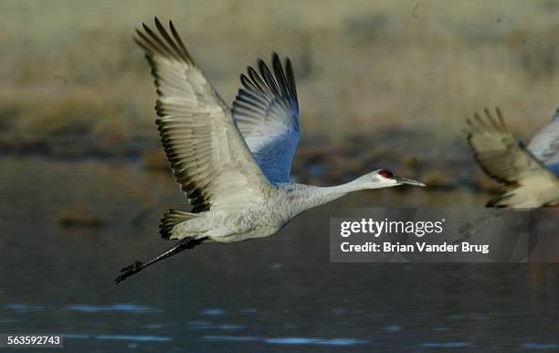 Sandhill cranes takes to the air from the safety a Bosque Del Apache National Wildlife Refuge marsh on a Fall morning on it's way to feed at a local...