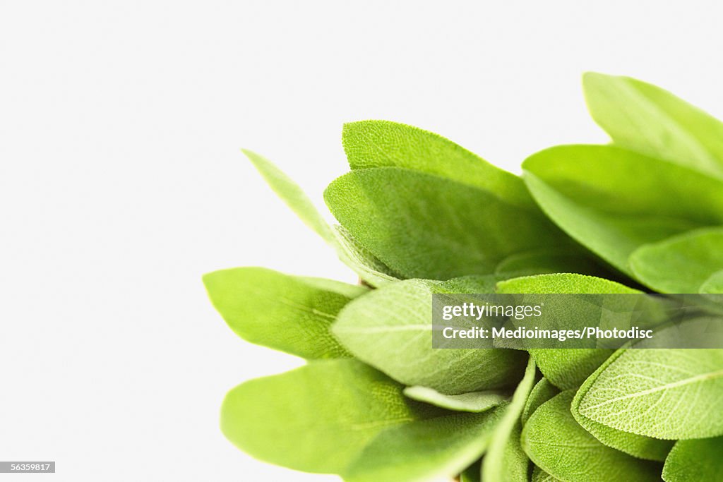 Fresh sage leaves, close-up, part of, selective focus