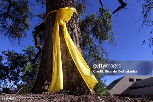 This yellow ribbon is one of many put up by city employees on trees outside and inside the Civic Arts Plaza in honor of the men and women who are...