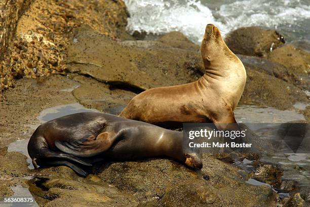 In the upscale beach community of La Jolla a group of Harbor Seals and California Sea Lions have taken over a popular beach that has...