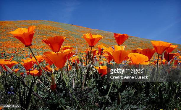 Poppies bloom on a hillside near the Antelope Valley California Poppy Reserve. The California Poppy is alive and well and blooming in the antelope...
