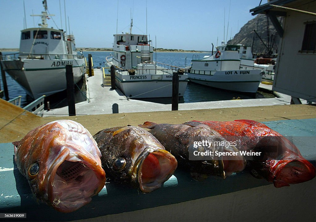 Red rockfish and copper rockfish caught by a sport fisherman sit on the dock after a day of fishing