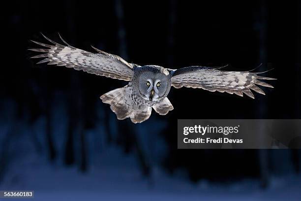 great grey owl flying - bbc frozen planet - great grey owl stock pictures, royalty-free photos & images