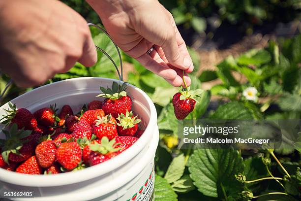 close up of hands holding fresh strawberries - berry picker stock pictures, royalty-free photos & images