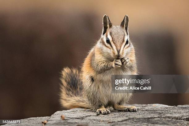 chipmunk sitting up to eat, facing the viewer - chipmunk stock pictures, royalty-free photos & images