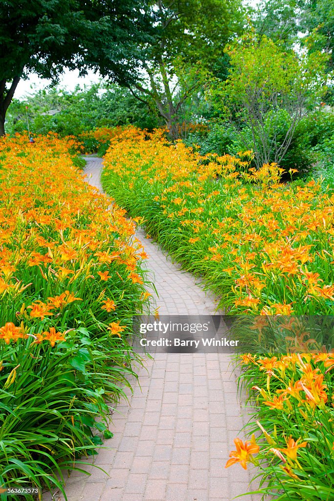 Daylilies at DeKorte Park, The Meadowlands, NJ